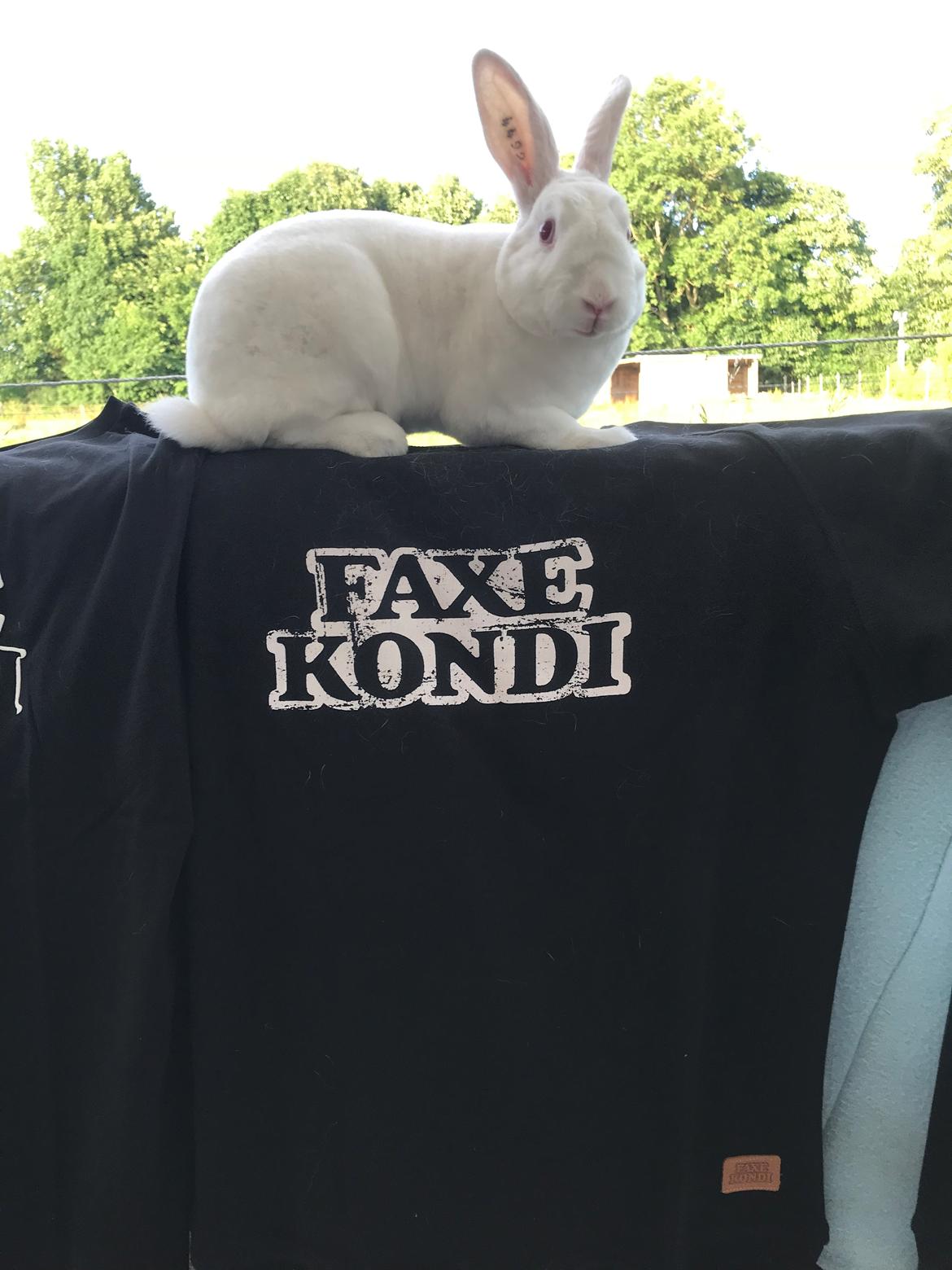 Kanin Faxe Kondi (himmelkanin) - Sponsor gave fra Faxe Kondi billede 12