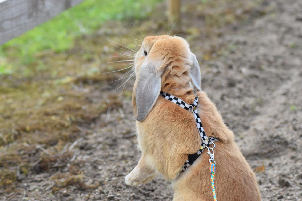 Kanin Hybens Ogmios Marley billede 1