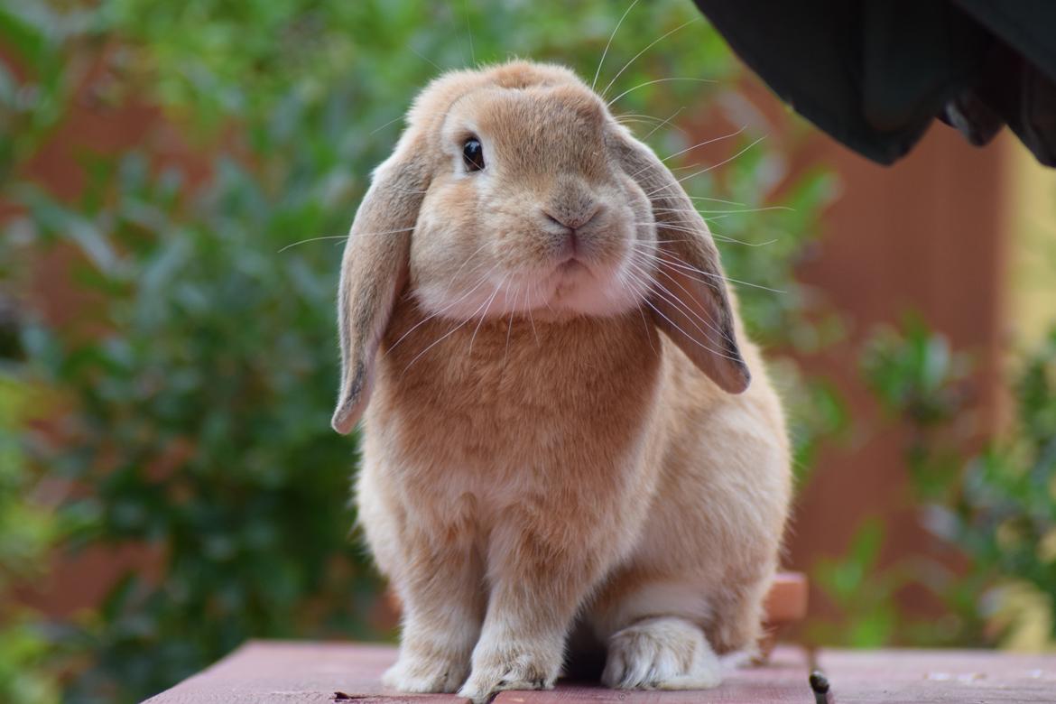 Kanin Hybens Ogmios Marley billede 3