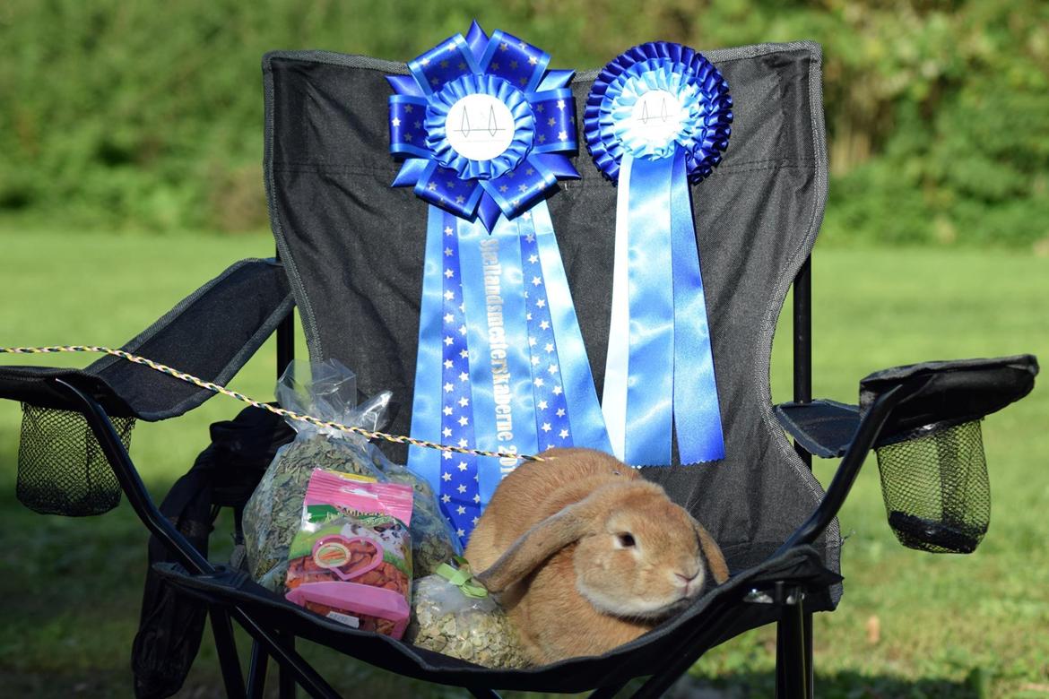 Kanin Hybens Ogmios Marley billede 11