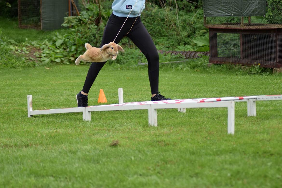 Kanin Hybens Ogmios Marley billede 4