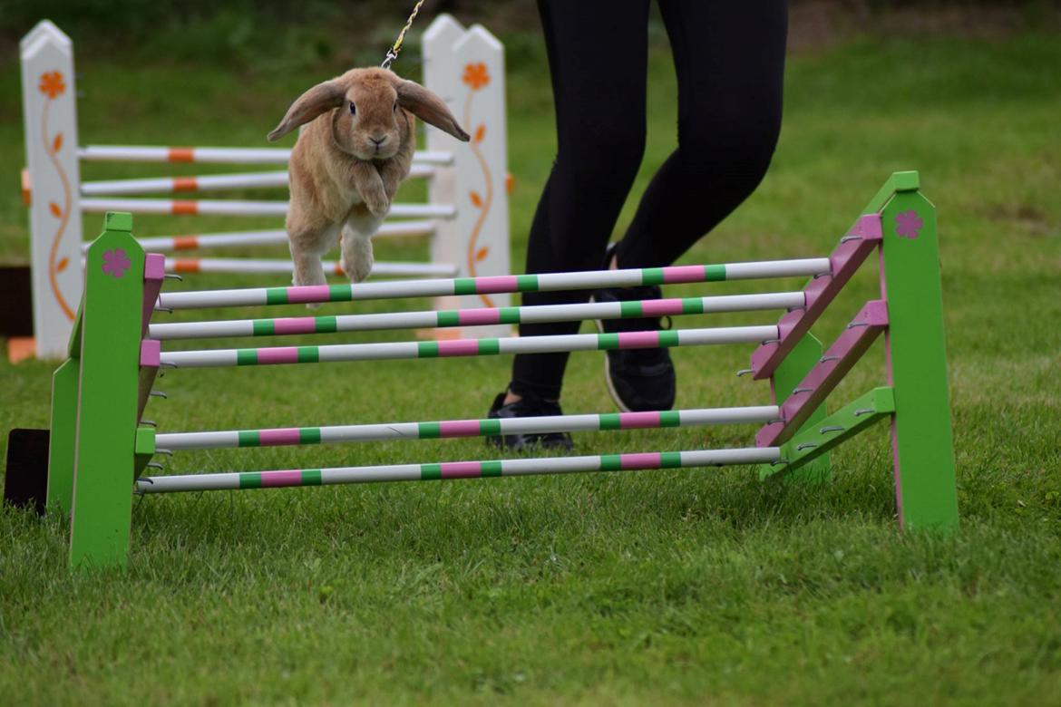 Kanin Hybens Ogmios Marley billede 12