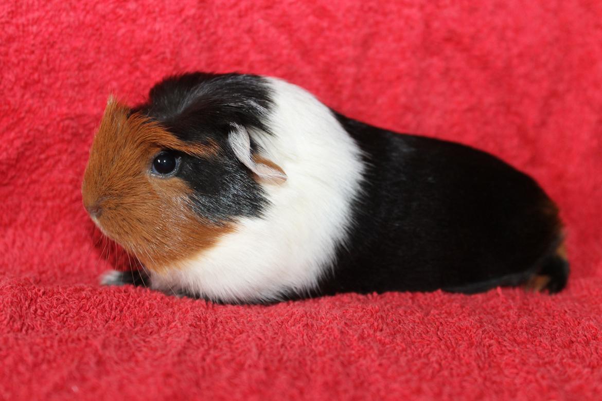 Marsvin Koreskas ØIDIS billede 1