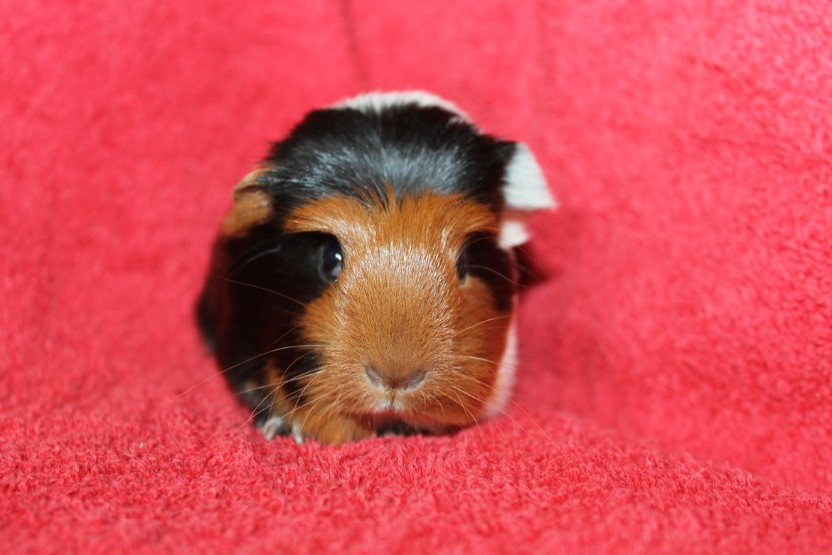 Marsvin Koreskas ØIDIS billede 3