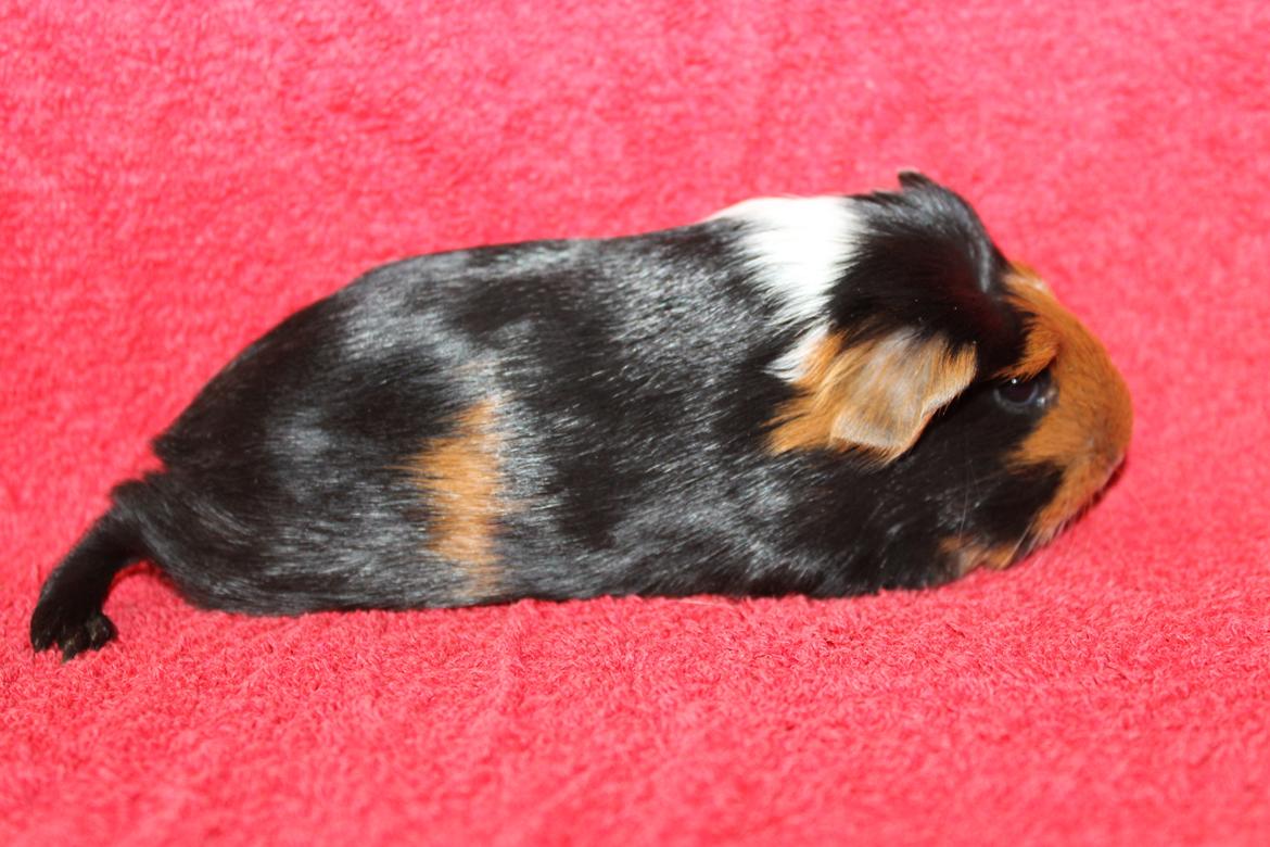 Marsvin Koreskas ØIDIS billede 4