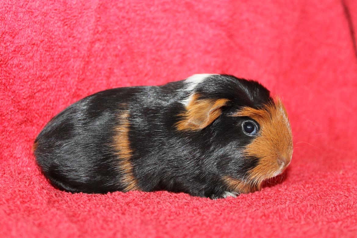 Marsvin Koreskas ØIDIS billede 5