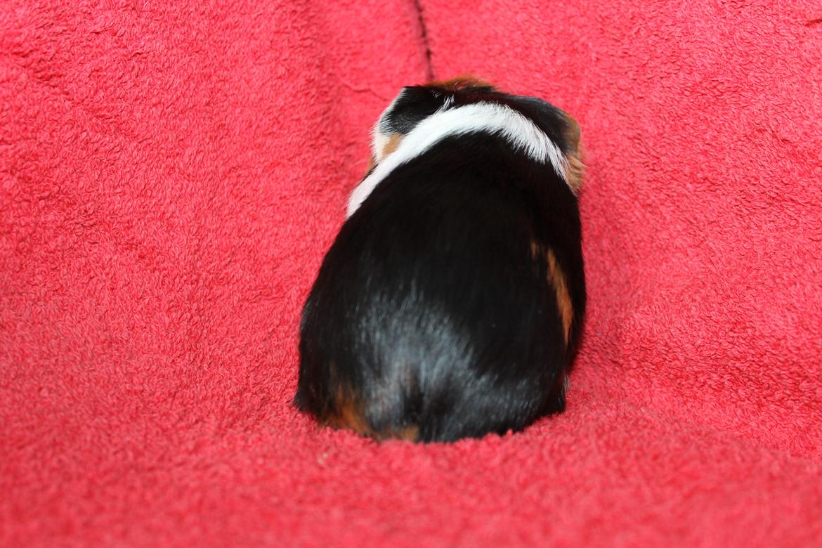 Marsvin Koreskas ØIDIS billede 6