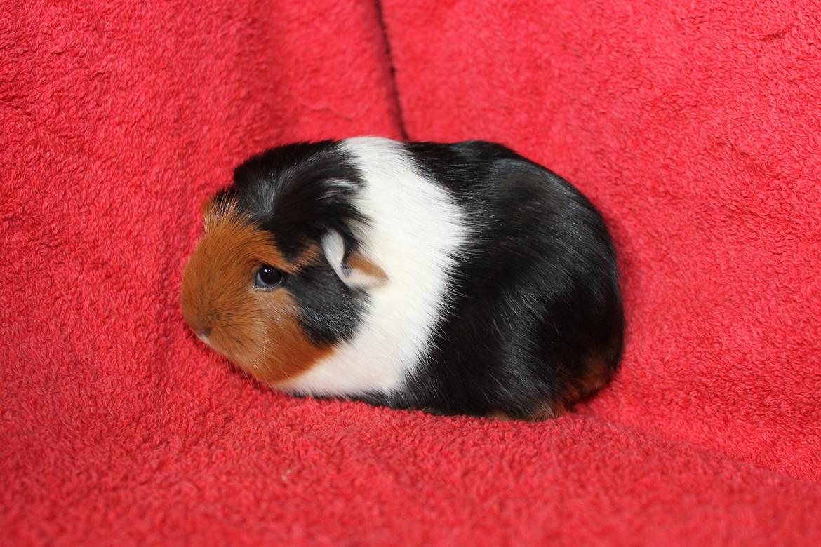 Marsvin Koreskas ØIDIS billede 7