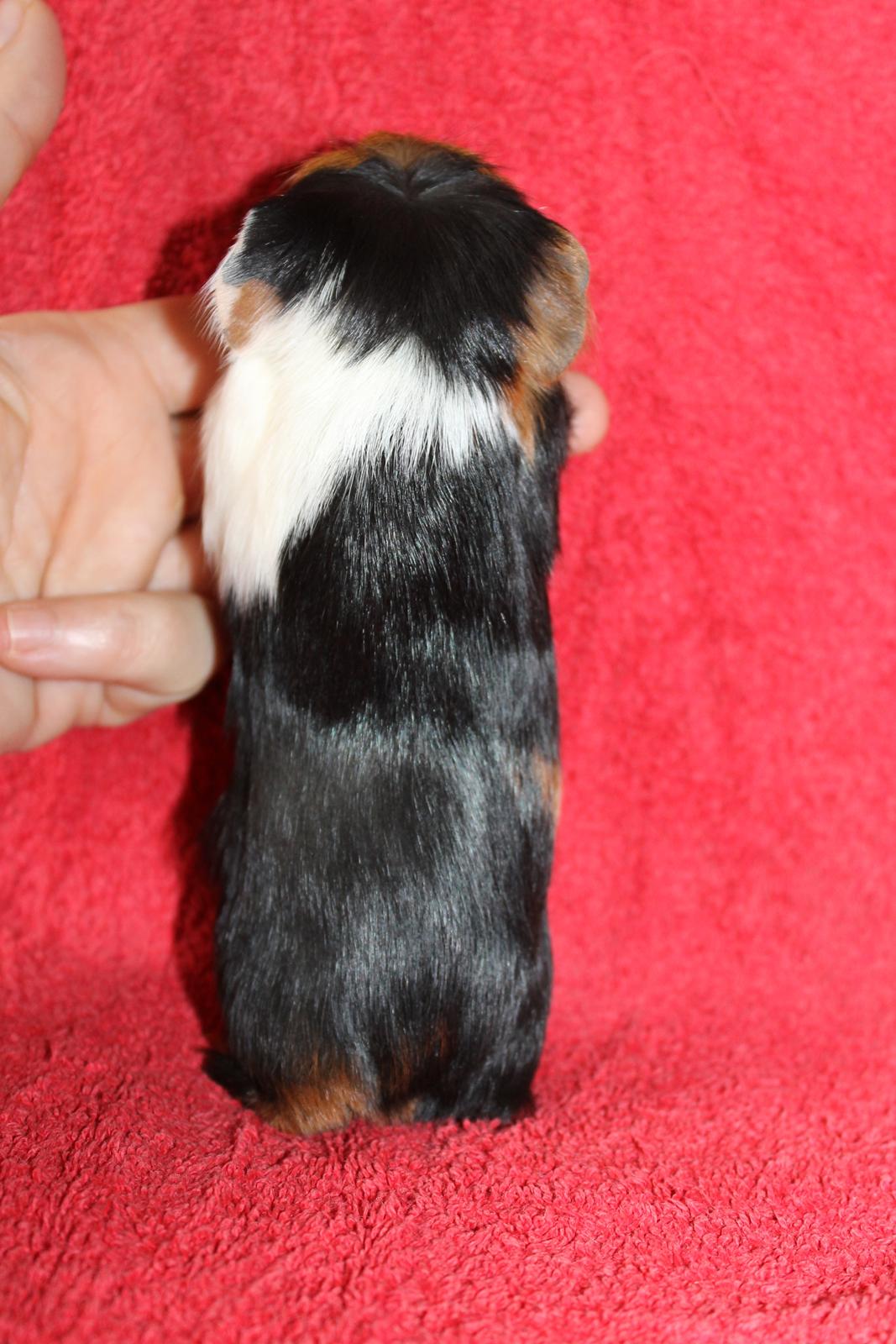 Marsvin Koreskas ØIDIS billede 8