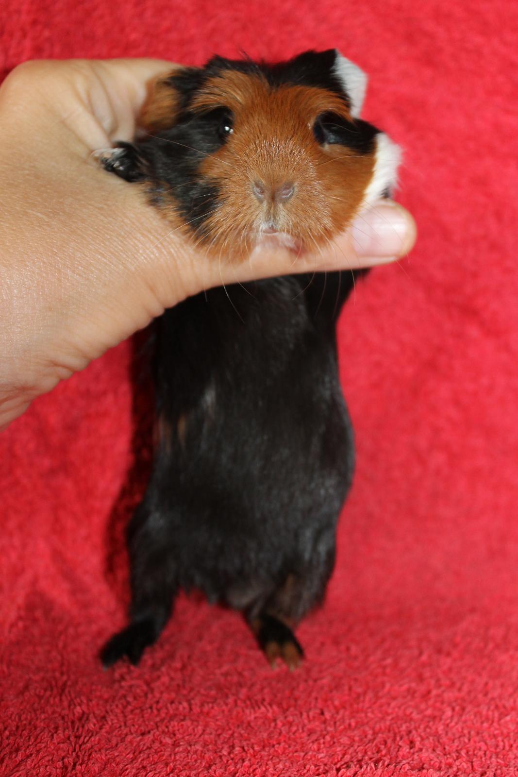 Marsvin Koreskas ØIDIS billede 9