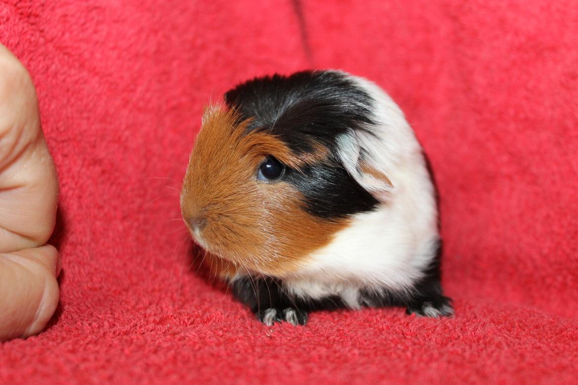 Marsvin Koreskas ØIDIS billede 2