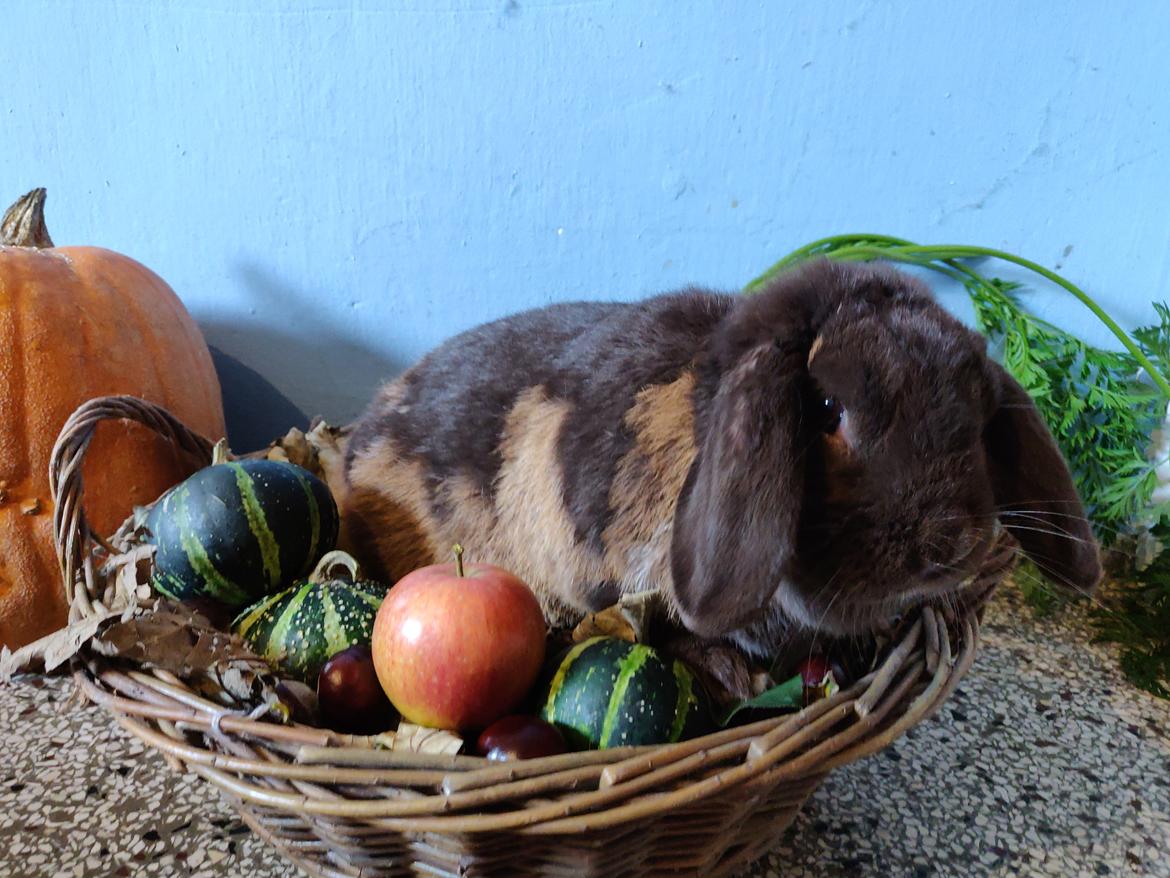 Kanin Nougat billede 4