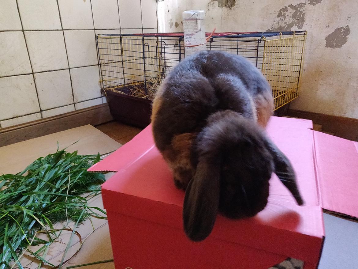 Kanin Nougat billede 2