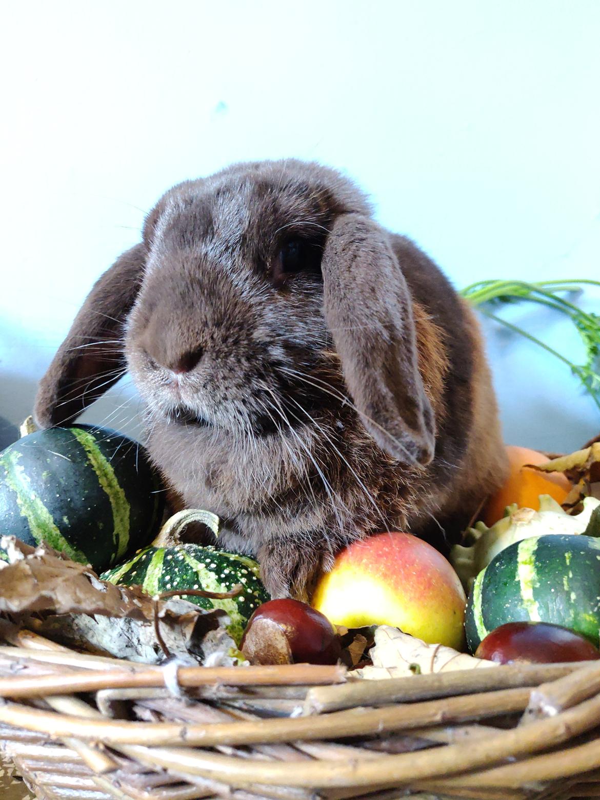 Kanin Nougat billede 1