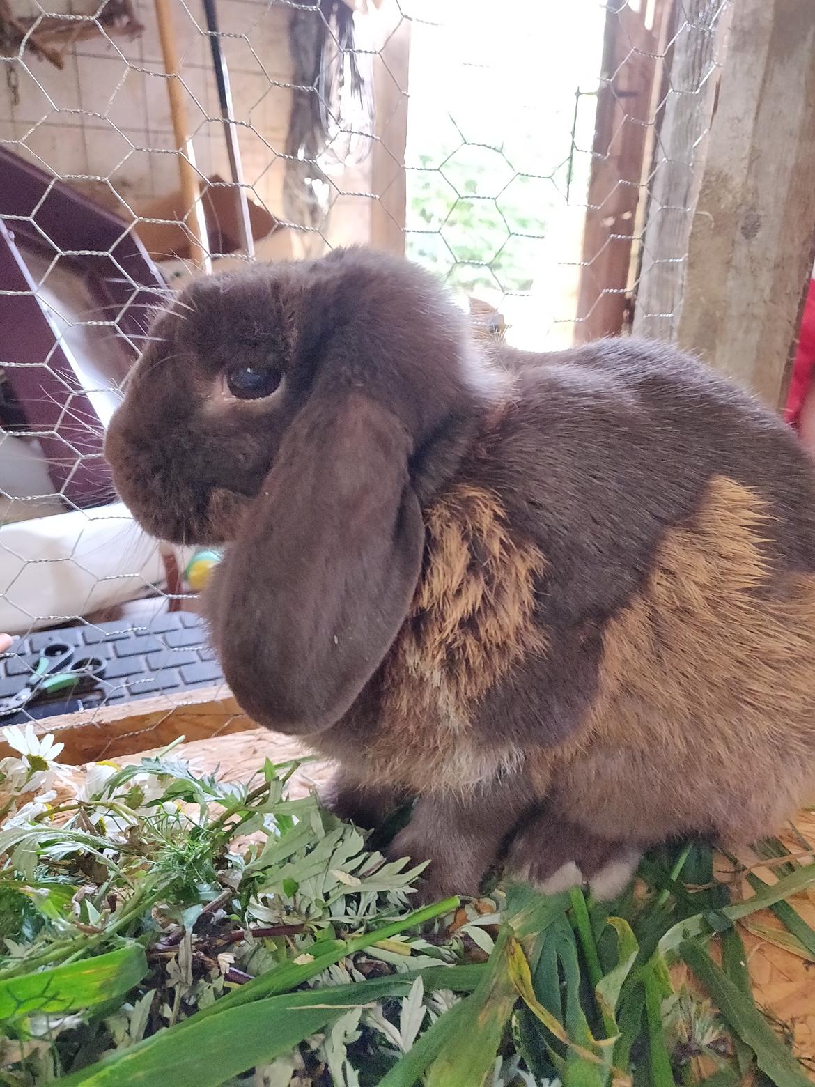 Kanin Nougat billede 5