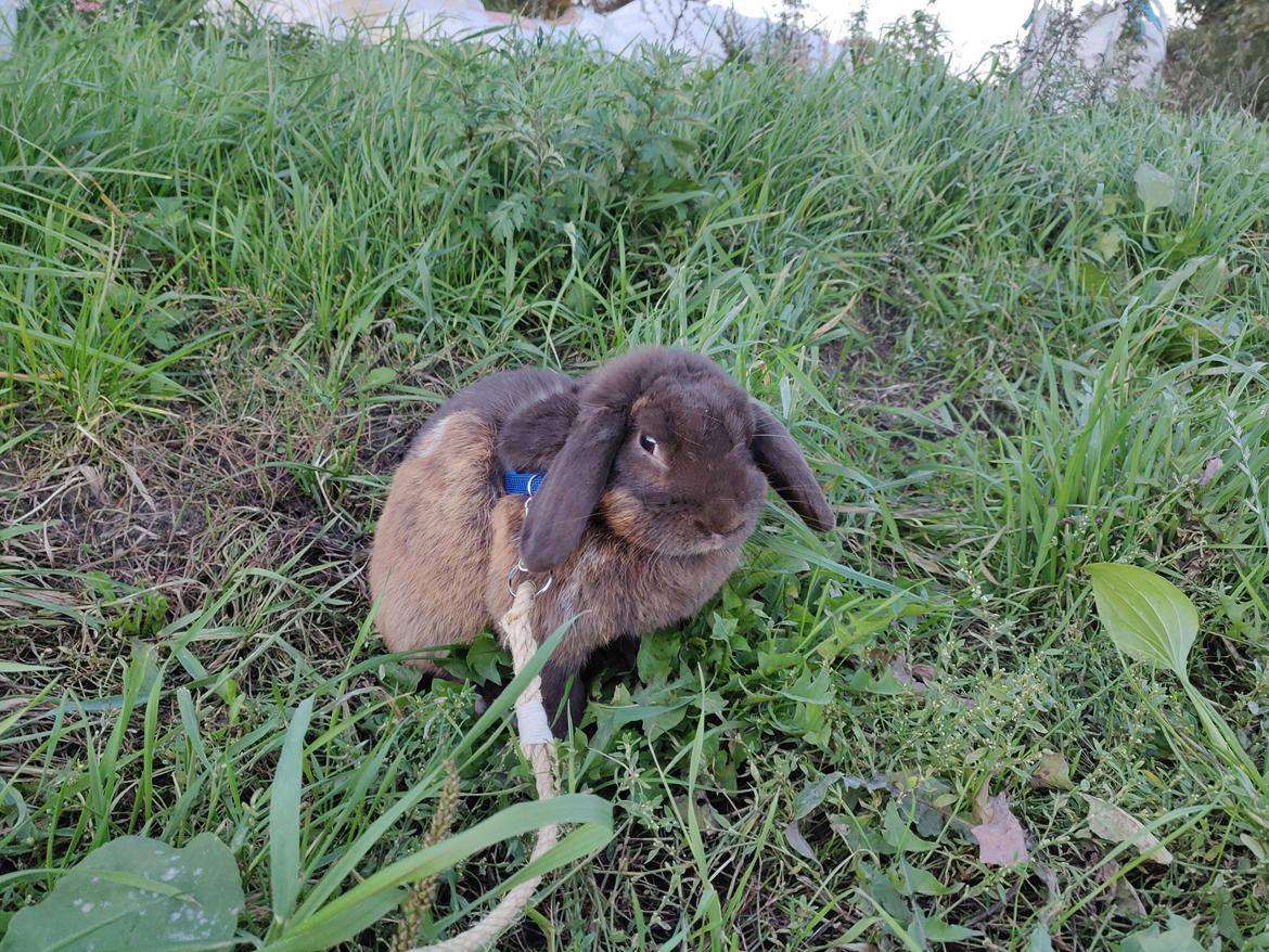 Kanin Nougat billede 6