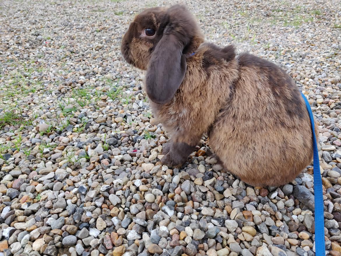 Kanin Nougat billede 7