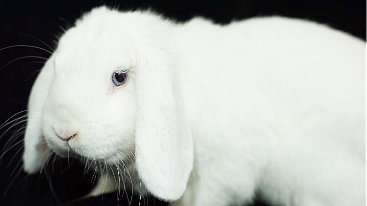 Kanin Milton billede 2