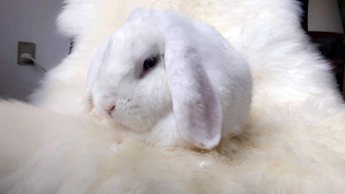 Kanin Milton billede 6