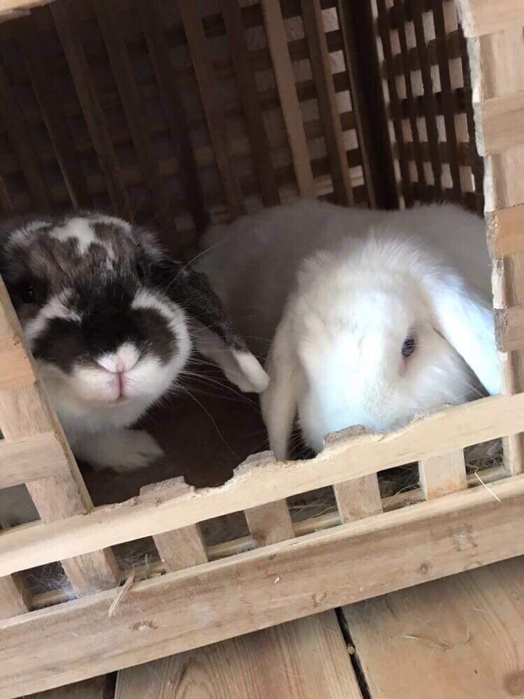 Kanin Milton billede 9