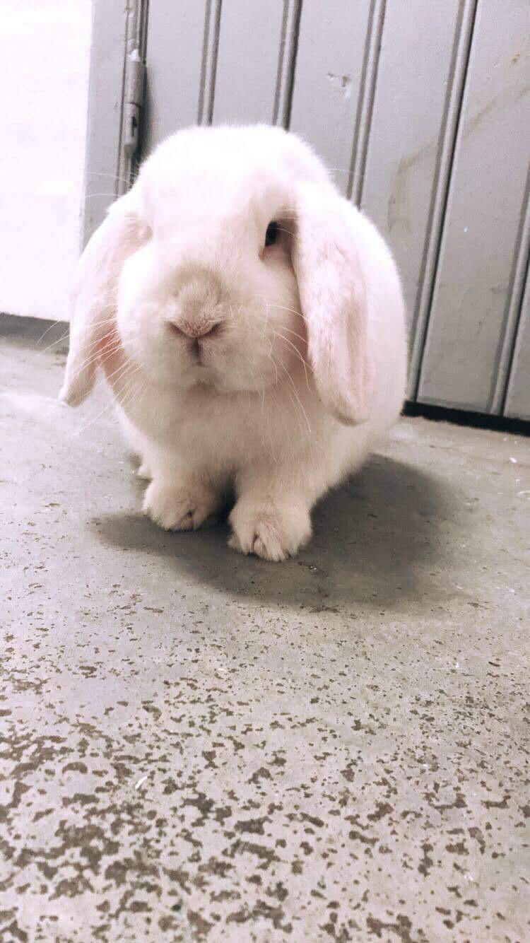 Kanin Milton billede 7