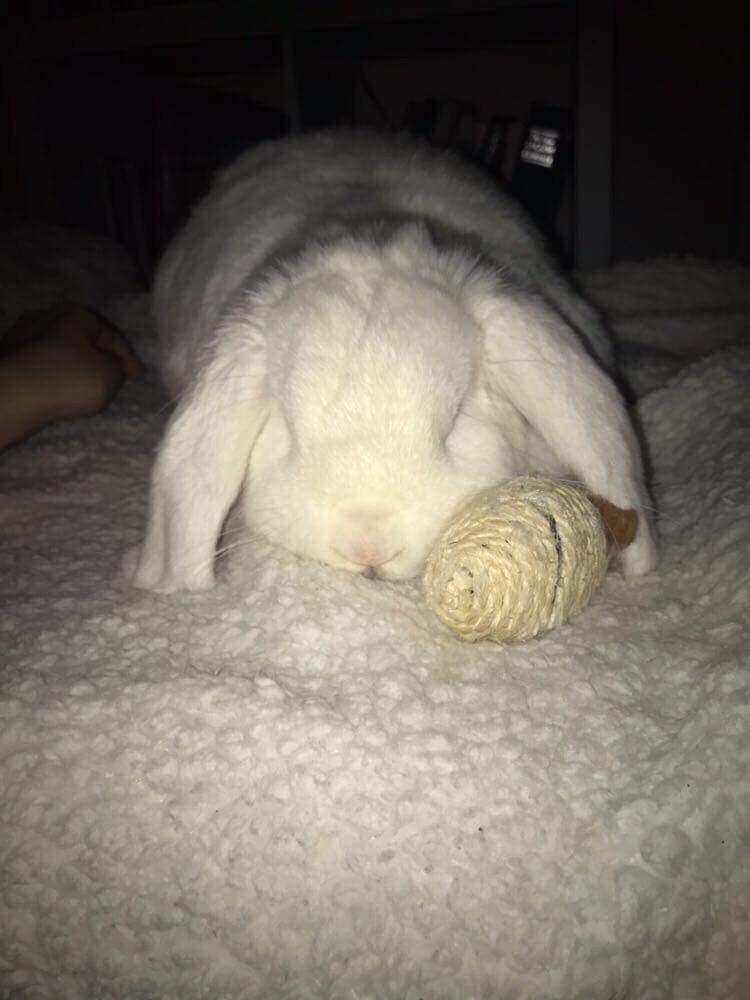 Kanin Milton billede 10