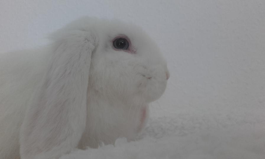 Kanin Milton billede 12