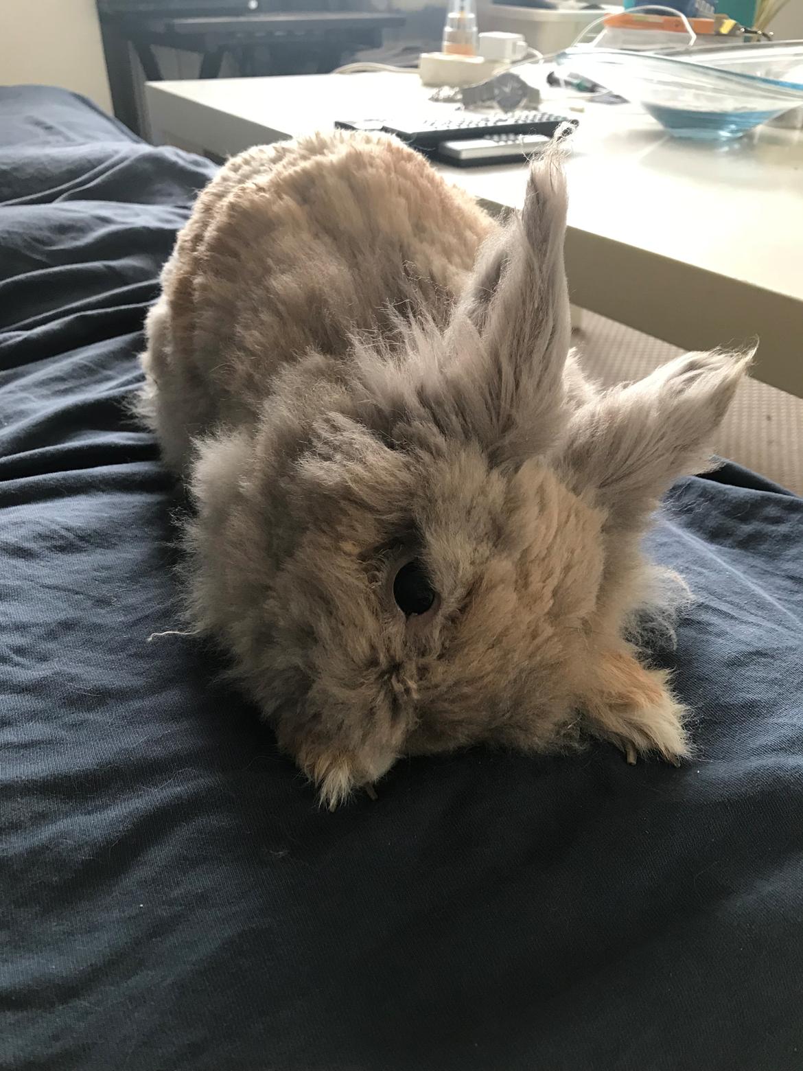 Kanin Pjuske R.I.P 3/6-2019 - Da pjuske fik en hjerne blødning i Venstre side 22/10-18 billede 25