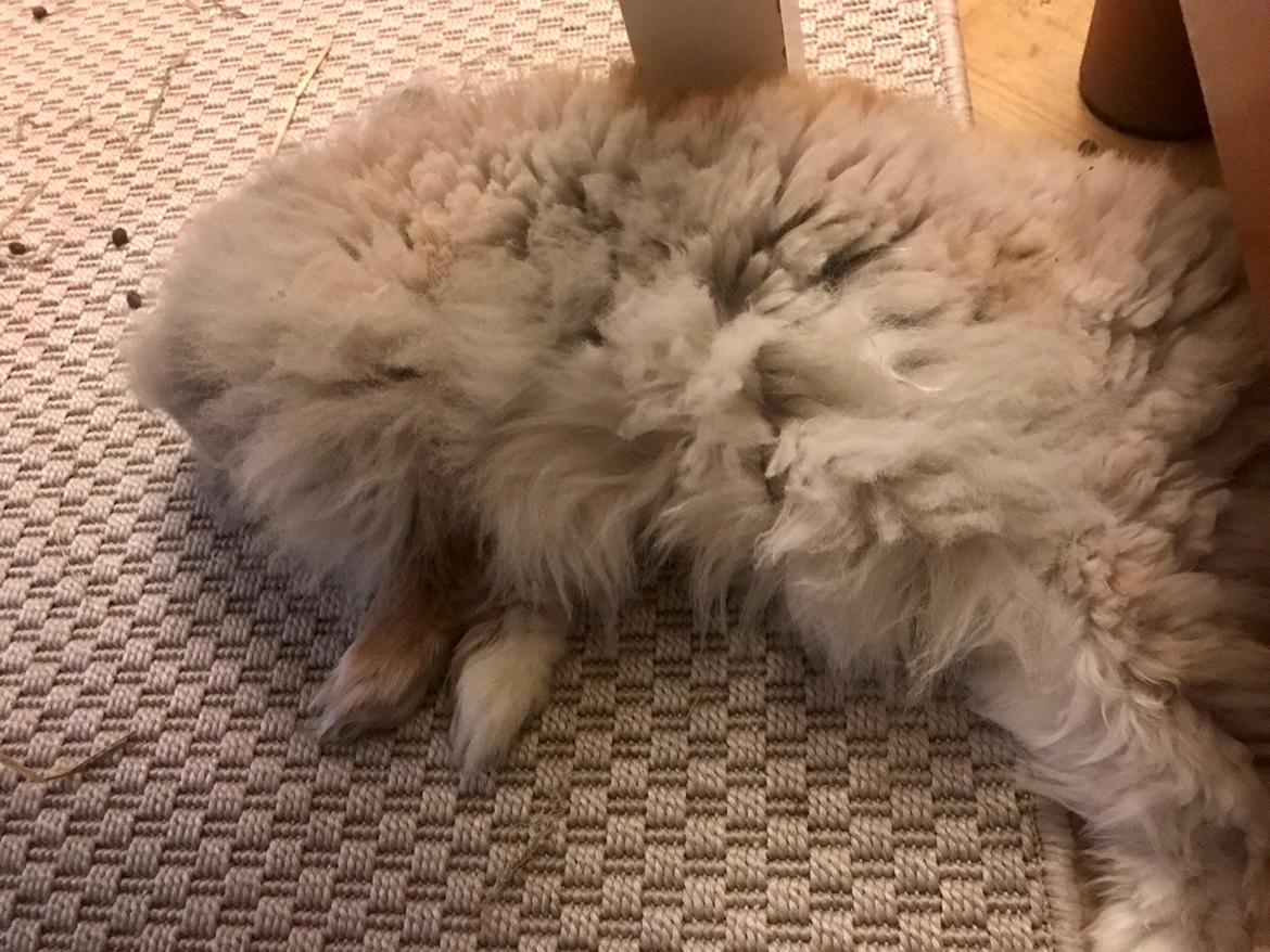 Kanin Pjuske R.I.P 3/6-2019 billede 27