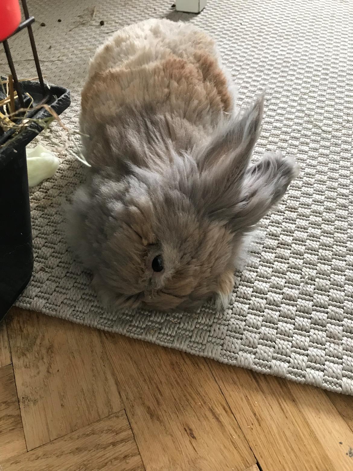 Kanin Pjuske R.I.P 3/6-2019 - Da pjuske fik en hjerne blødning i Venstre side 22/10-18 billede 26