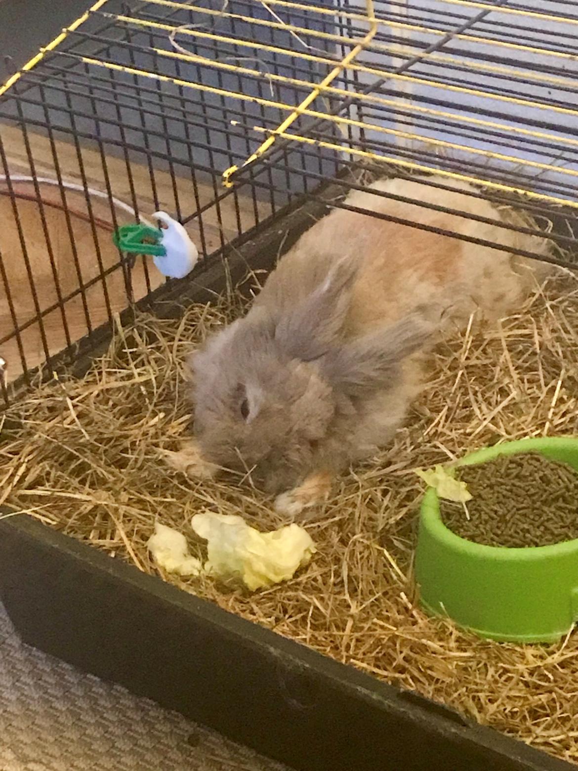 Kanin Pjuske R.I.P 3/6-2019 - Da pjuske fik en hjerne blødning i Venstre side 22/10-18 billede 29