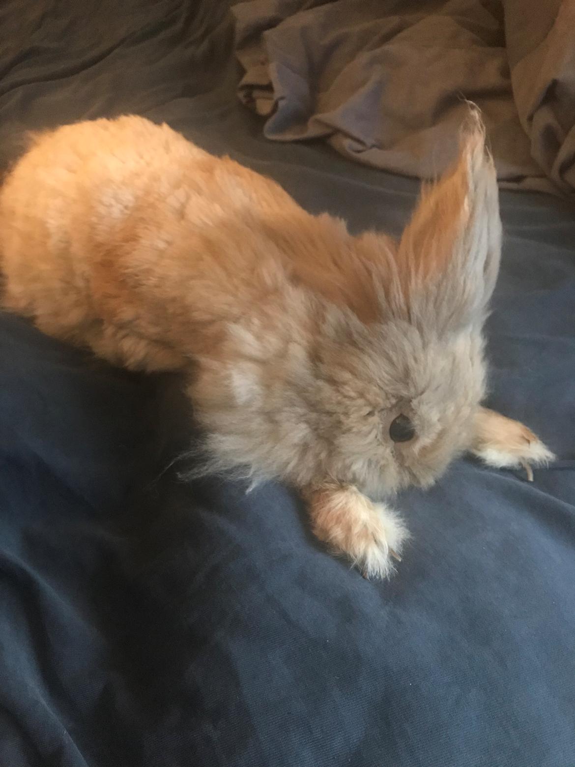 Kanin Pjuske R.I.P 3/6-2019 - Da pjuske fik en hjerne blødning i Venstre side 22/10-18 billede 28