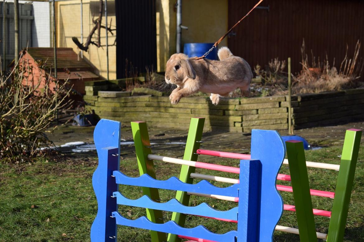 Kanin Strandmøllens Ilirea billede 1