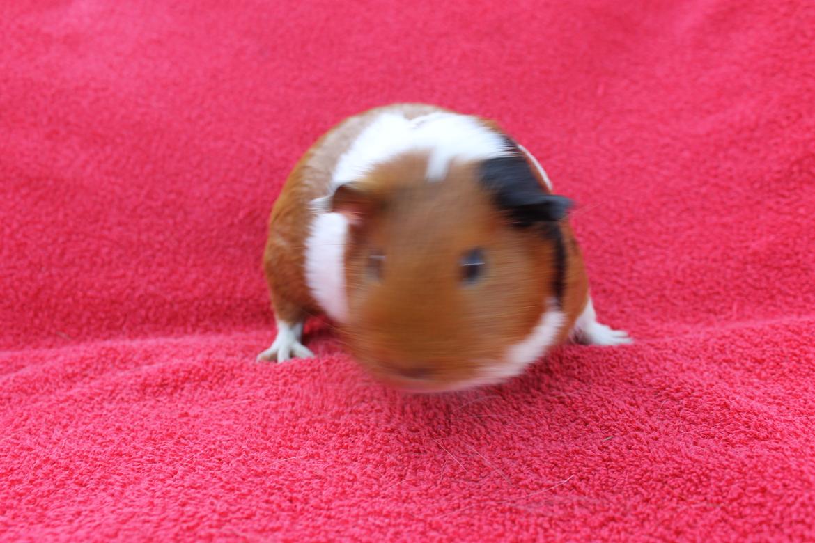 Marsvin BlueBells KAMILLE billede 5