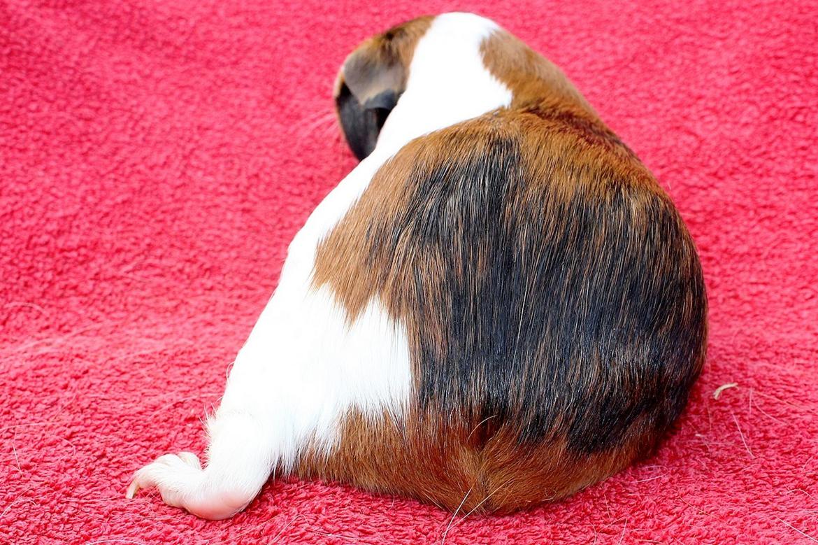 Marsvin Muffes 3-OANNA billede 6