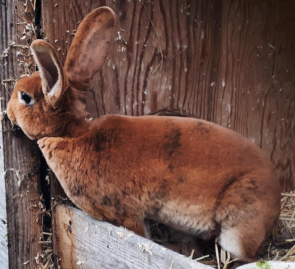 Kanin Sile  billede 1