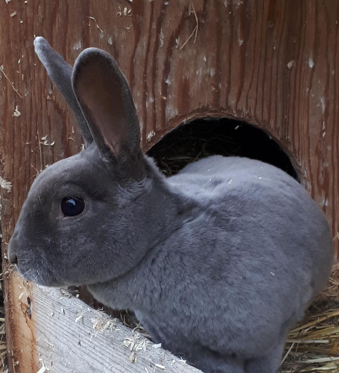 Kanin Slike (desværre lige død) billede 1