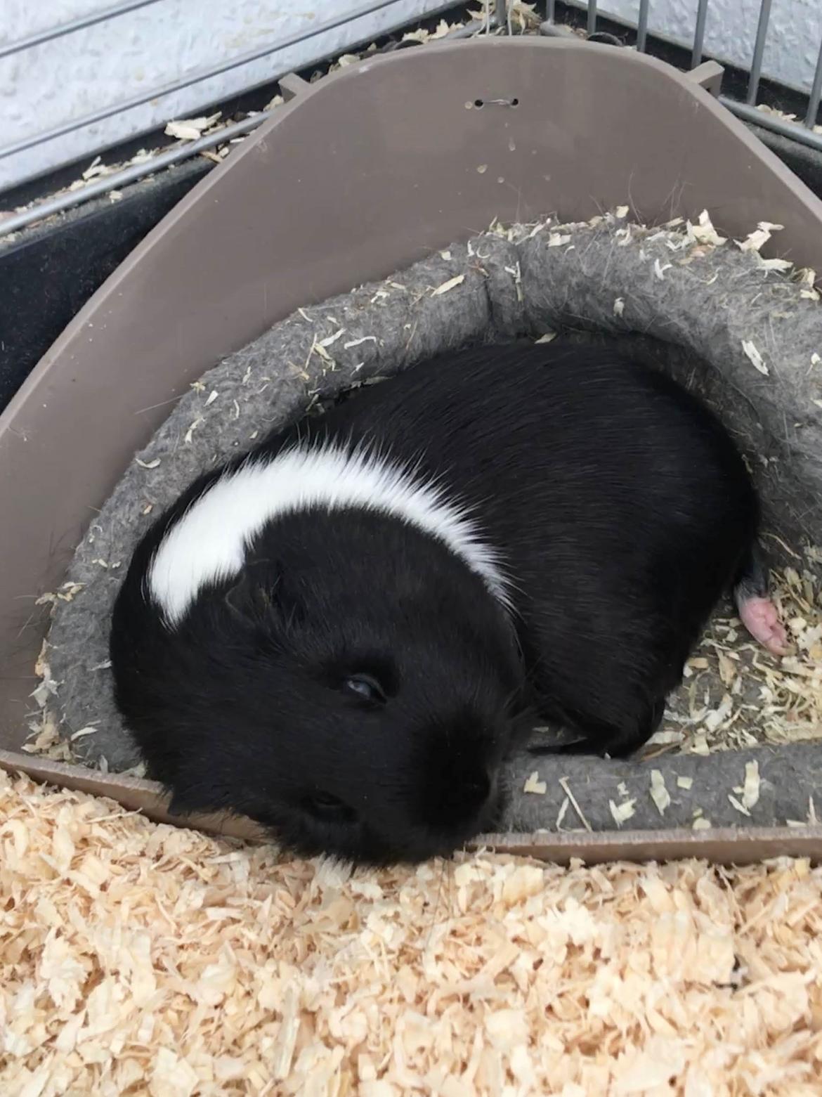 Marsvin Speedy billede 20