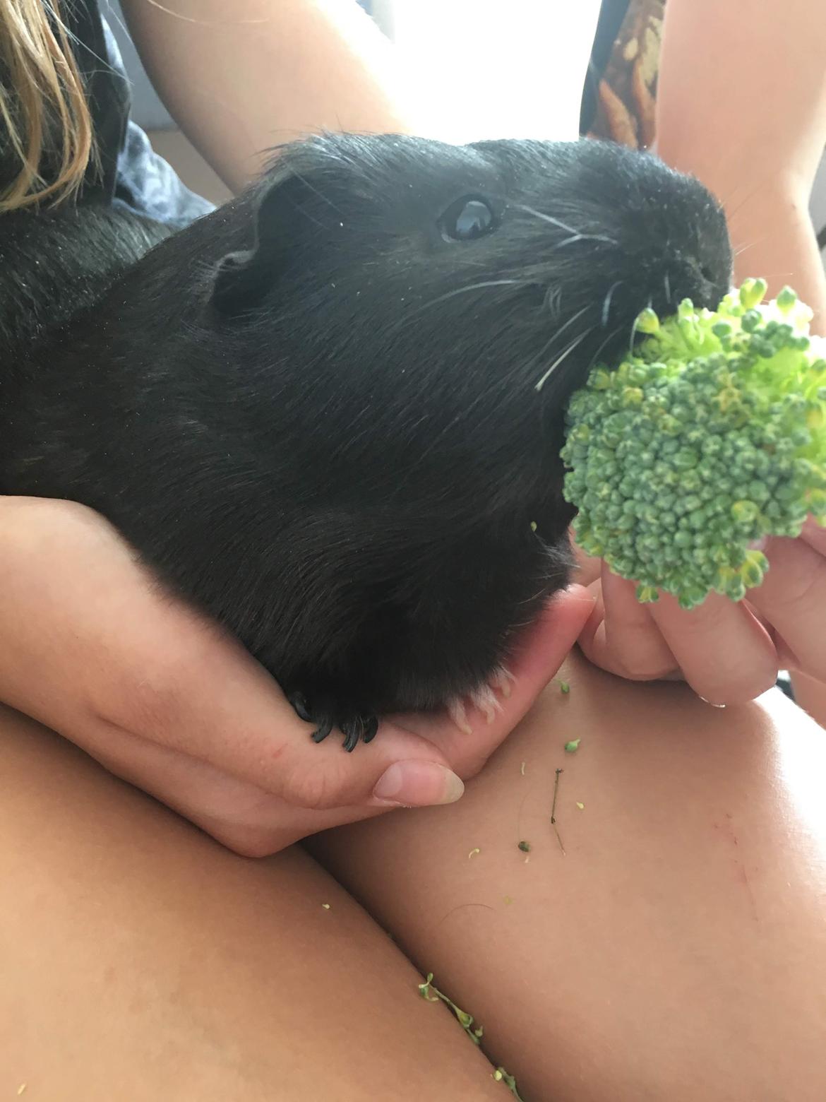 Marsvin Speedy billede 21