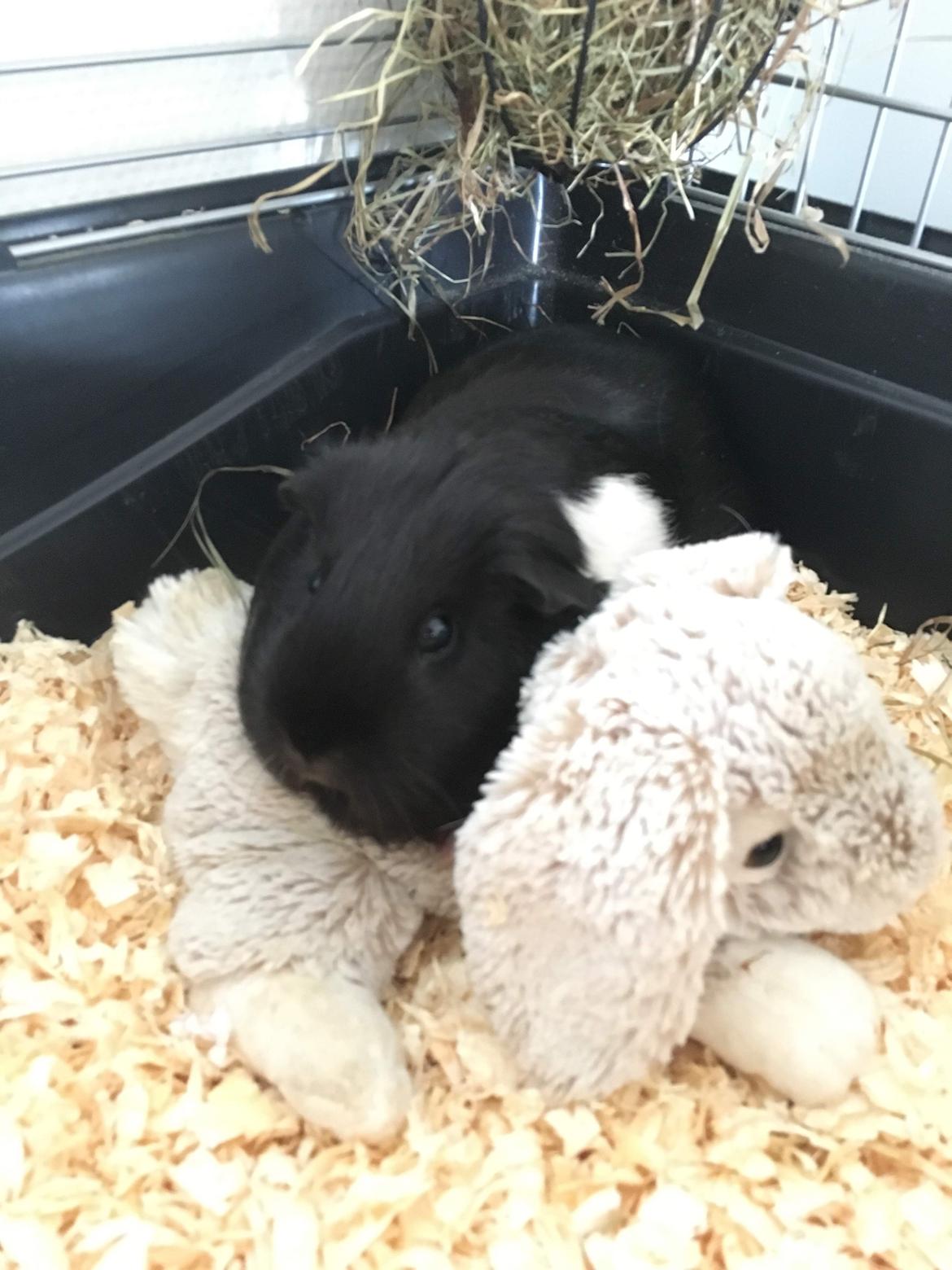 Marsvin Speedy billede 22