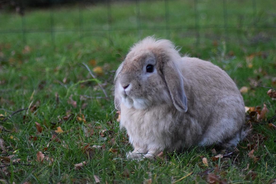 Kanin Funnys Naruto Uzumiaki billede 1