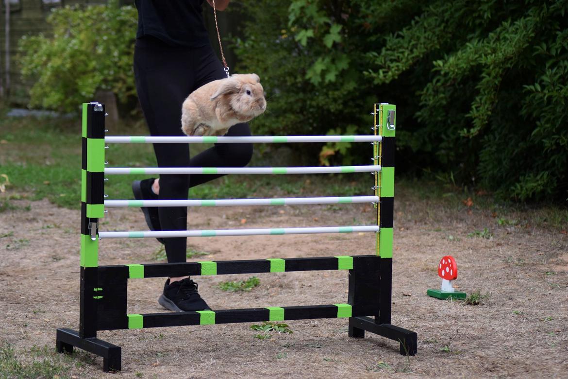 Kanin Funnys Naruto Uzumiaki billede 2