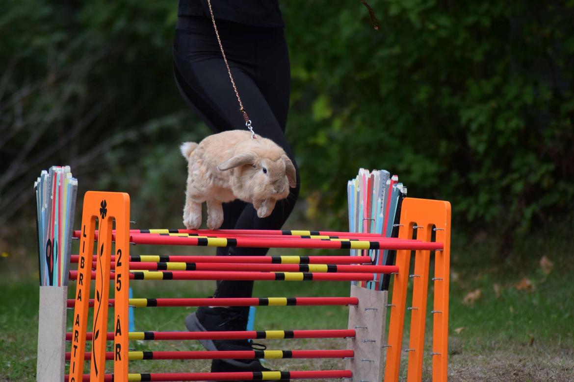 Kanin Funnys Naruto Uzumiaki billede 3