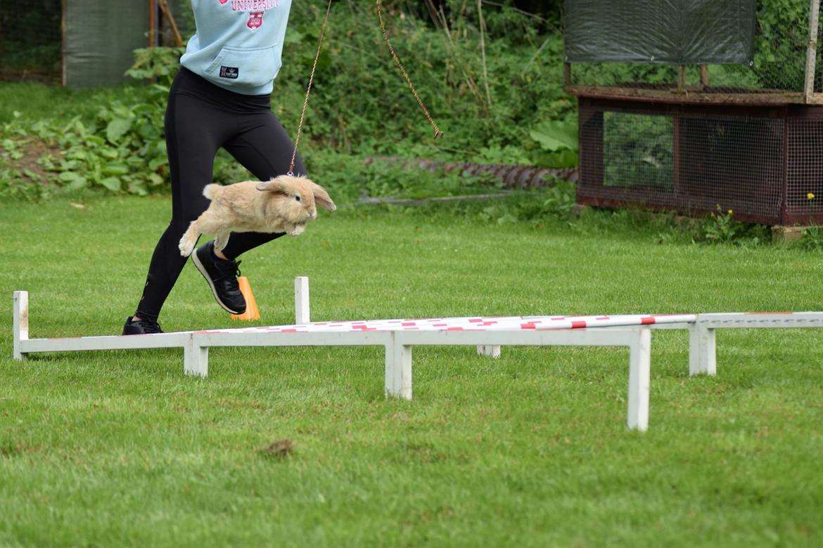 Kanin Funnys Naruto Uzumiaki billede 5