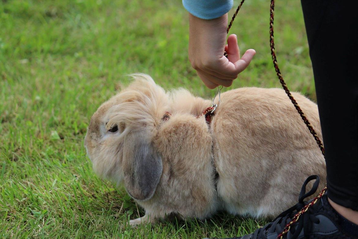 Kanin Funnys Naruto Uzumiaki billede 4