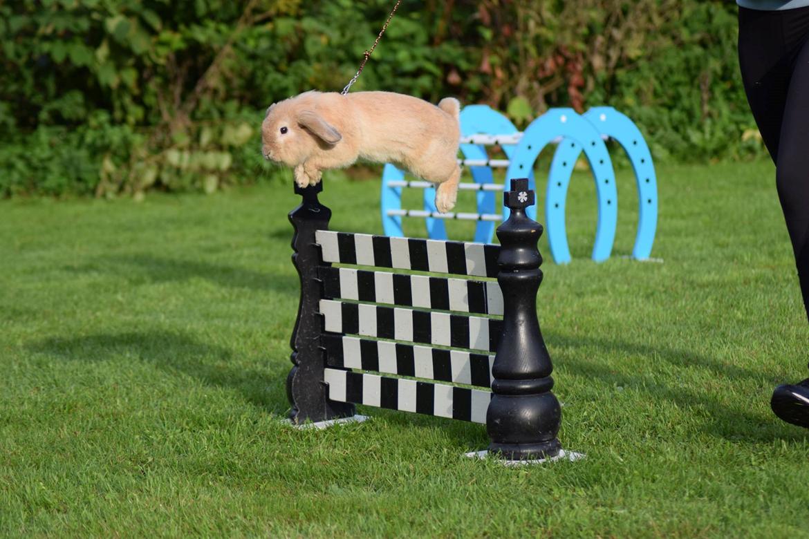 Kanin Funnys Naruto Uzumiaki billede 7