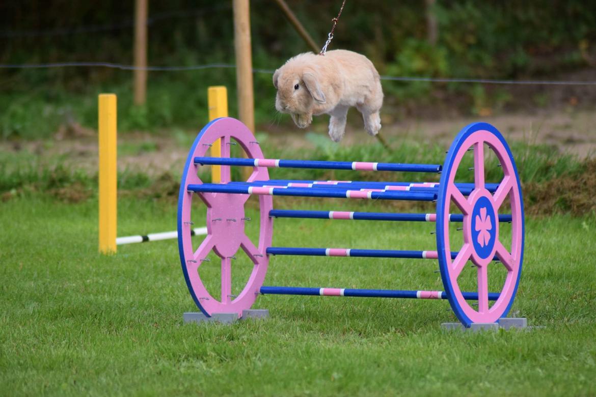 Kanin Funnys Naruto Uzumiaki billede 6