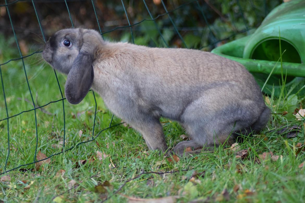 Kanin Winds Izzina billede 3