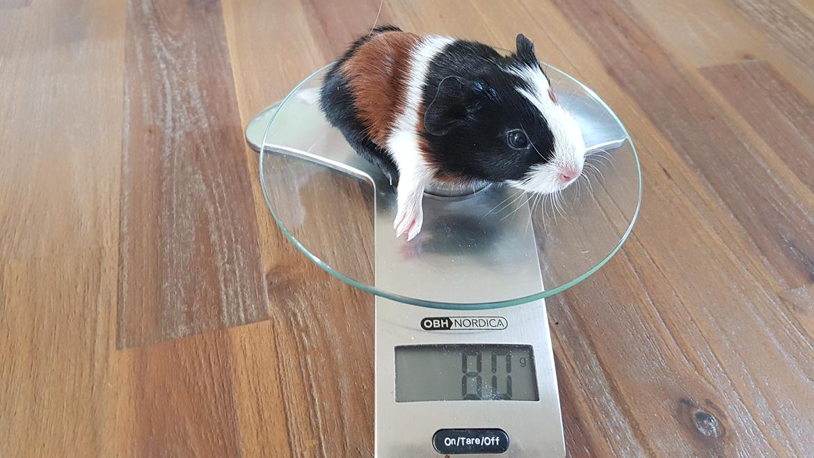 Marsvin Koreskas ALINA billede 6