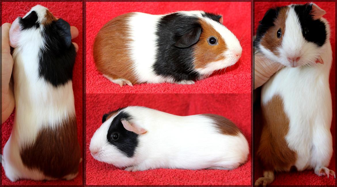 Marsvin Koreskas ABBY billede 1